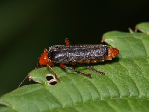 Cantharis pellucida nuotrauka