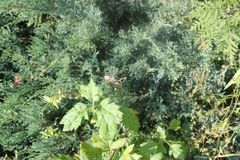 Gampsocleis gratiosa