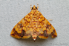 Portentomorpha xanthialis