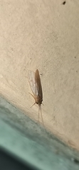 Trichoptera