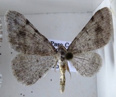 Digrammia pervolata