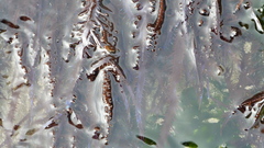 Chondracanthus chamissoi