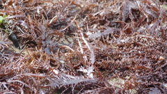 Chondracanthus chamissoi