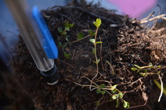 Gonocarpus aggregatus