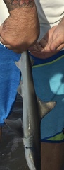 Carcharhinus isodon