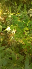 Thalictrum baicalense