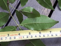 Pseudoweinmannia lachnocarpa