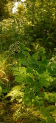 Thalictrum baicalense