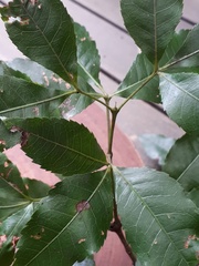 Pseudoweinmannia lachnocarpa