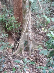 Pseudoweinmannia lachnocarpa