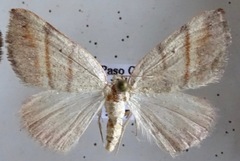 Drepanulatrix bifilata