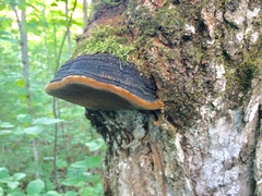 Phellinus everhartii