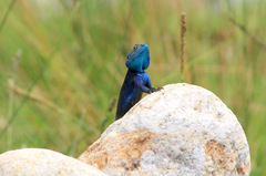 Acanthocercus atricollis