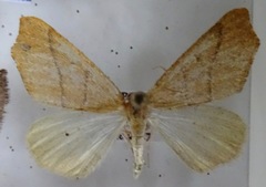 Destutia excelsa