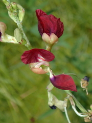 Macroptilium lathyroides