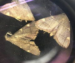 Hypsopygia olinalis