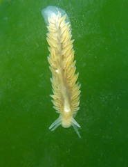 Fiona pinnata