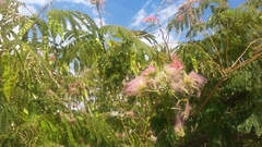 Albizia julibrissin