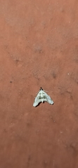 Crambidae