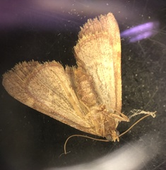 Hypsopygia olinalis