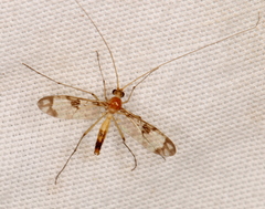 Macrocera