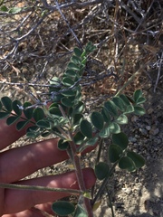 Astragalus malacus