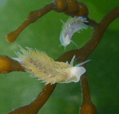 Fiona pinnata