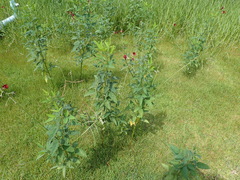 Macroptilium lathyroides