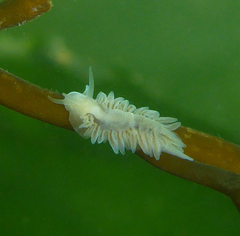 Fiona pinnata