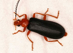 Neopyrochroa flabellata