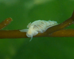 Fiona pinnata
