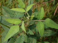 Macroptilium lathyroides