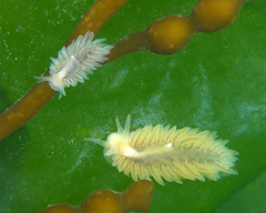 Fiona pinnata
