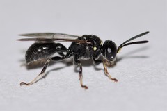 Clitemnestra bipunctata