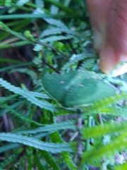 Gleichenia dicarpa