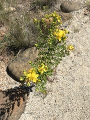 Hypericum formosum