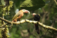 Golden-Collared Toucanet photo 2