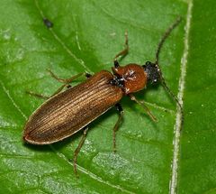 Denticollis linearis