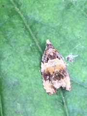 Olethreutes orthocosma