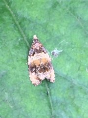 Olethreutes orthocosma