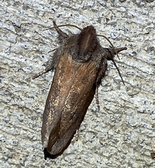 Acrolophus plumifrontella