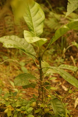 Magnolia polyhypsophylla