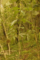 Magnolia polyhypsophylla