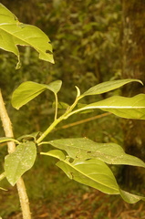 Magnolia polyhypsophylla