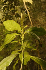 Magnolia polyhypsophylla