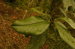 Magnolia polyhypsophylla
