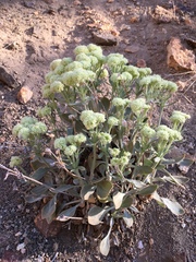 Eriogonum robustum