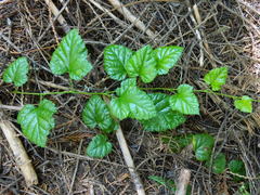 Rubus nivalis