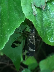 Panorpa japonica