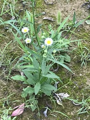 Erigeron philadelphicus